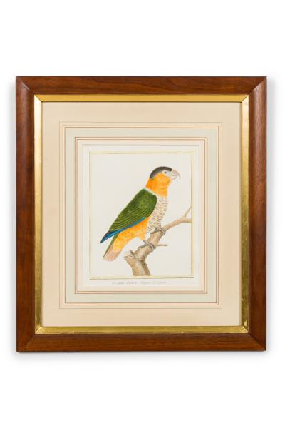Set of 3 English Victorian Prints of Various Birds in Different Colors