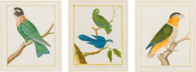 Set of 3 English Victorian Prints of Various Birds in Different Colors