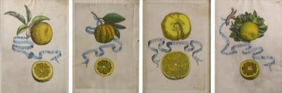 Set of 4 Antique Volkamer Botanical Engraving Prints of Lemons