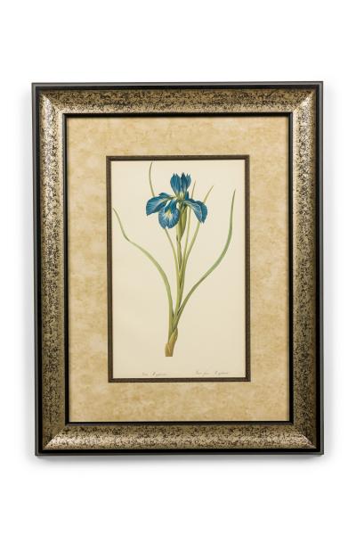 Set of 4 French Victorian colored prints Iris Flower Prints