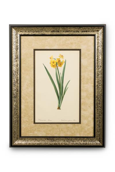 Set of 4 French Victorian colored prints Iris Flower Prints