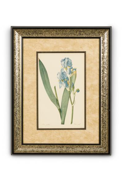 Set of 4 French Victorian colored prints Iris Flower Prints