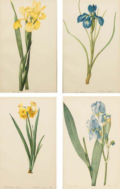 Set of 4 French Victorian colored prints Iris Flower Prints