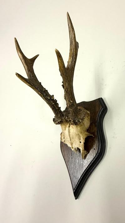 Set of 4 Swiss Alpine Mounted Antler Horn Natural Specimens Sculptures 1950