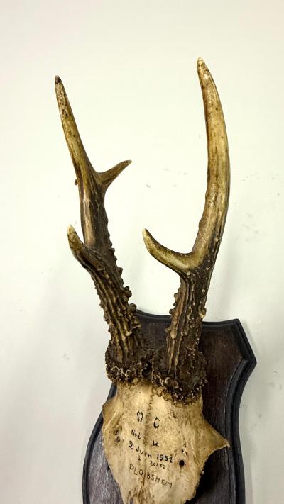 Set of 4 Swiss Alpine Mounted Antler Horn Natural Specimens Sculptures 1950