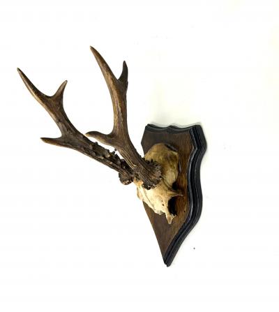 Set of 4 Swiss Alpine Mounted Antler Horn Natural Specimens Sculptures 1950