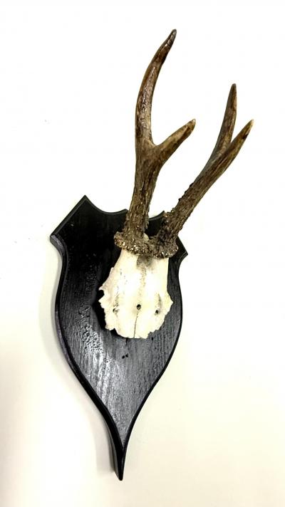 Set of 4 Swiss Alpine Mounted Antler Horn Natural Specimens Sculptures 1950