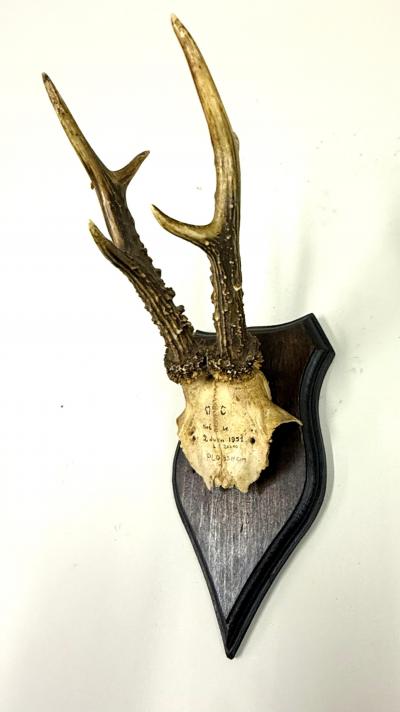 Set of 4 Swiss Alpine Mounted Antler Horn Natural Specimens Sculptures 1950