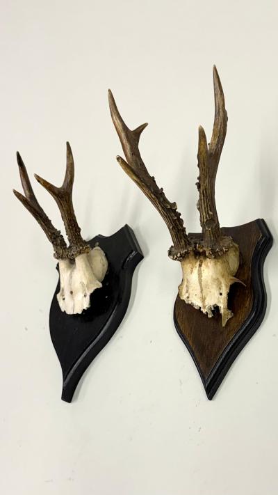 Set of 4 Swiss Alpine Mounted Antler Horn Natural Specimens Sculptures 1950