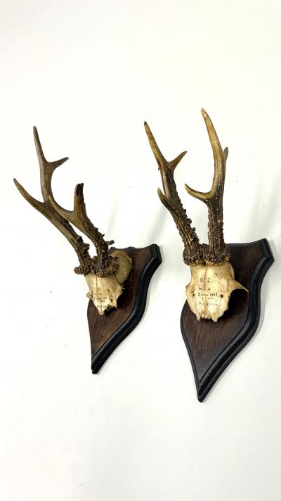 Set of 4 Swiss Alpine Mounted Antler Horn Natural Specimens Sculptures 1950