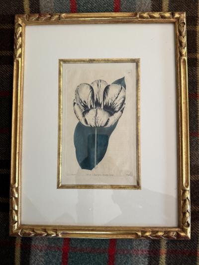 Set of 4 handprinted English Botanicals of tulips 19th c