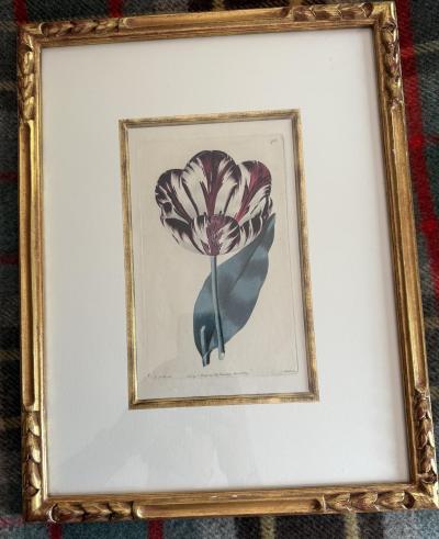 Set of 4 handprinted English Botanicals of tulips 19th c