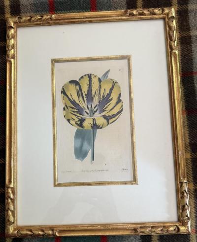 Set of 4 handprinted English Botanicals of tulips 19th c