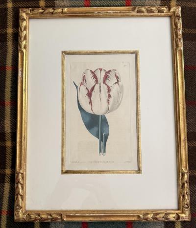 Set of 4 handprinted English Botanicals of tulips 19th c