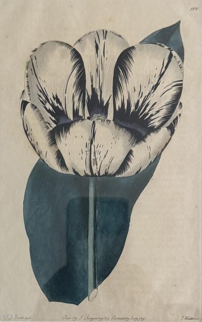 Set of 4 handprinted English Botanicals of tulips 19th c
