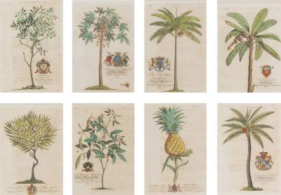Set of Eight 18th Century Tropical Palm Tree and Plant Prints