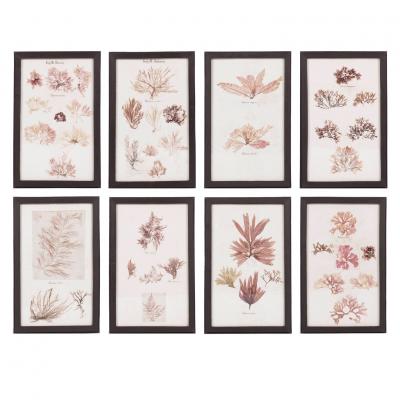 Set of Eight Framed Vintage Coral Specimen Collections