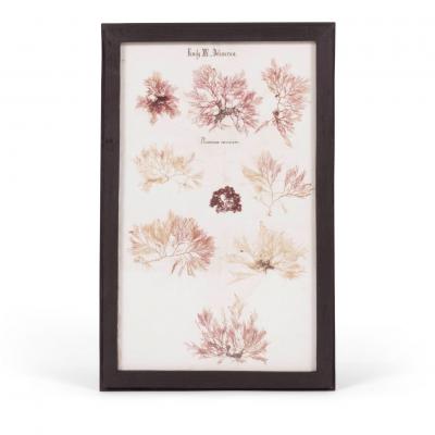 Set of Eight Framed Vintage Coral Specimen Collections