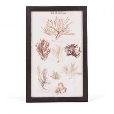 Set of Eight Framed Vintage Coral Specimen Collections