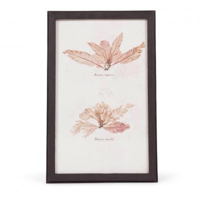 Set of Eight Framed Vintage Coral Specimen Collections