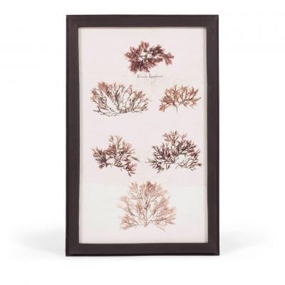 Set of Eight Framed Vintage Coral Specimen Collections