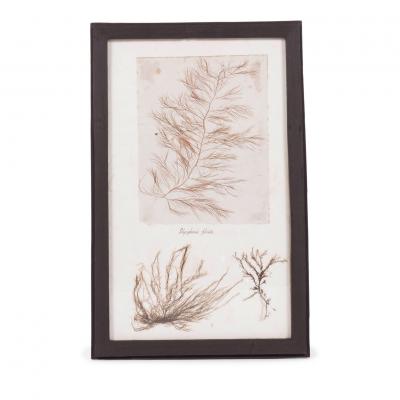 Set of Eight Framed Vintage Coral Specimen Collections