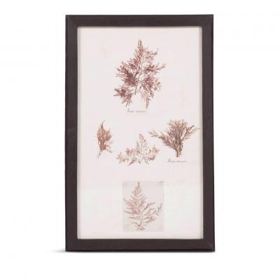 Set of Eight Framed Vintage Coral Specimen Collections