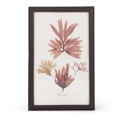 Set of Eight Framed Vintage Coral Specimen Collections