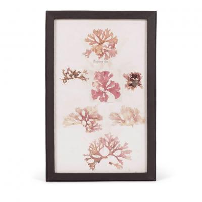 Set of Eight Framed Vintage Coral Specimen Collections