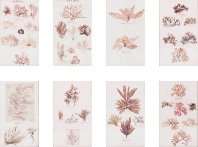 Set of Eight Framed Vintage Coral Specimen Collections