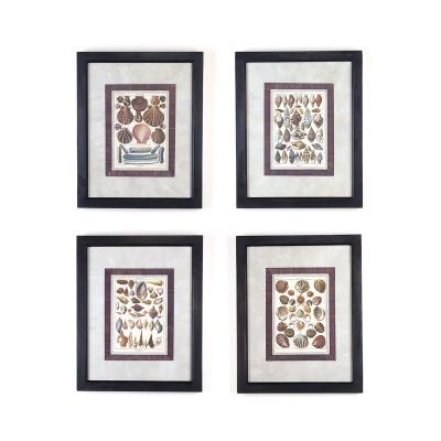 Set of Four 18th Century Hand Colored Shell Engravings