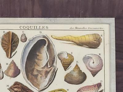 Set of Four 18th Century Hand Colored Shell Engravings