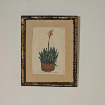 Set of Four Botanicals 19th century or earlier