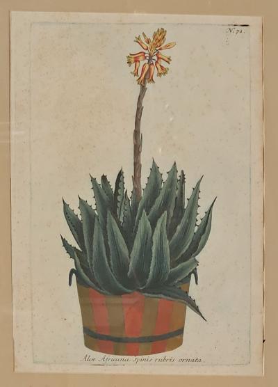 Set of Four Botanicals 19th century or earlier