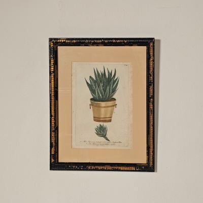 Set of Four Botanicals 19th century or earlier