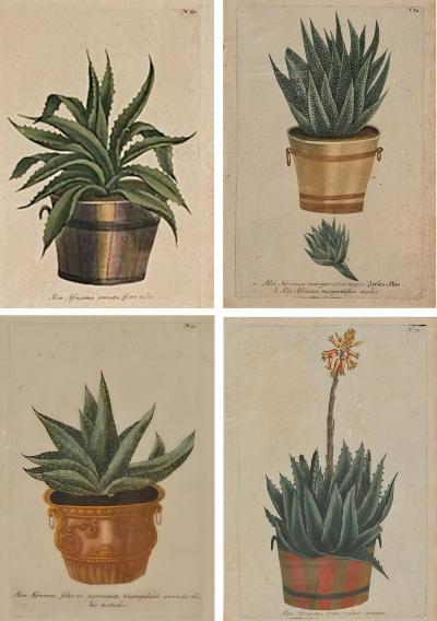 Set of Four Botanicals 19th century or earlier