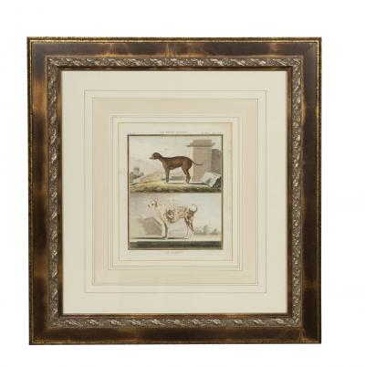 Set of Four Hand Colored Engravings of Dogs