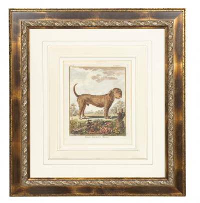 Set of Four Hand Colored Engravings of Dogs