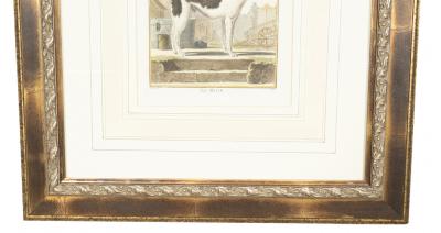 Set of Four Hand Colored Engravings of Dogs