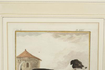 Set of Four Hand Colored Engravings of Dogs
