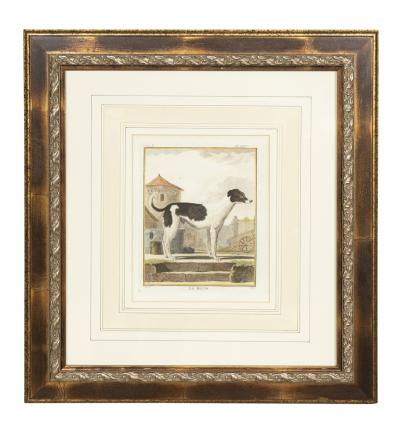 Set of Four Hand Colored Engravings of Dogs