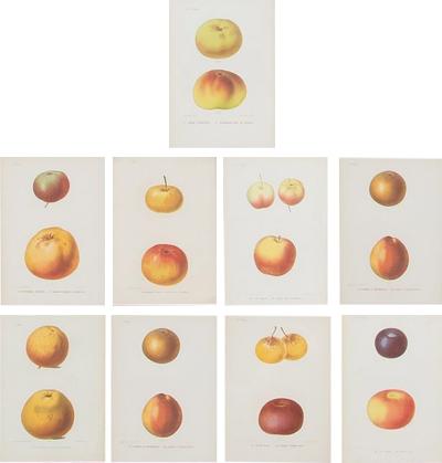 Set of Nine 19th Century Hand Coloured Prints of Apples