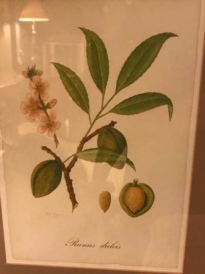 Set of Seven Botanical Prints of Fruit Signed Peter Drafet