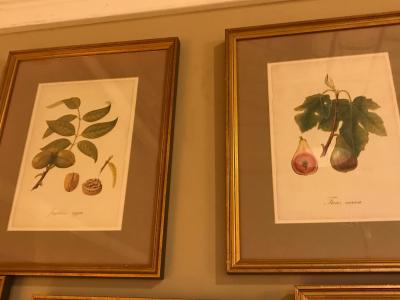 Set of Seven Botanical Prints of Fruit Signed Peter Drafet