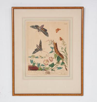 Set of Six Framed 18th c Engravings of Moths