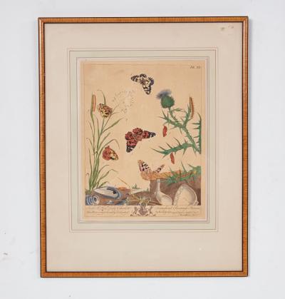 Set of Six Framed 18th c Engravings of Moths