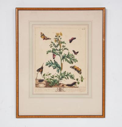 Set of Six Framed 18th c Engravings of Moths