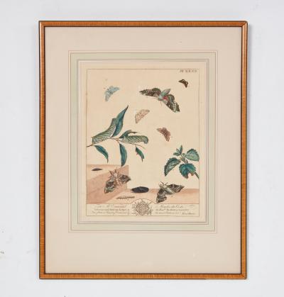 Set of Six Framed 18th c Engravings of Moths