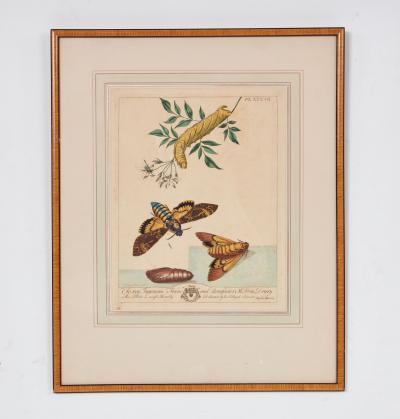 Set of Six Framed 18th c Engravings of Moths
