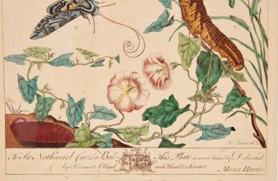 Set of Six Framed 18th c Engravings of Moths